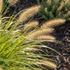 6x Pennisetum al. 'Hameln' P9 H20 Produktbild-Vorschau 5