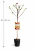 Plattpfirsich „Platycarpa“ 160–200 cm – Flachpfirsich Baum Produktbild-Vorschau 5