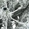 A close-up view of a flocked artificial Christmas tree branch with a metal connector. Náhled obrázku produktu