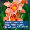 Kiepenkerl Großblumige Gladiole Holländische Mischung Produktbild-Vorschau 4