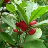 Wunderbeere (Synsepalum dulcificum) - 3 semillas Vista previa de la imagen del producto 1