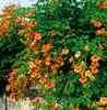 Campsis radicans 'Grandiflora', Trompetenblume, orange, Produktbild-Vorschau 10