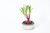 Plastia Urbalive Hydrokultur-Schale Regrow, Elfenbein Produktbild-Vorschau 3