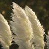 Stauden Gänge 1 x Cortaderia selloana 'White' im 1 Liter Produktbild-Vorschau 3