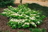 Viburnum plicatum 'Summer Snowflake', Japanischer Produktbild-Vorschau 12
