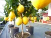 beste Sorte: Bonsai Meyer Meyerii Zitrone echter Produktbild-Vorschau 7