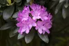 Rhododendron 'Roseum Elegans', rosa Blüten, 30–40 cm Produktbild-Vorschau 6