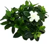 Gardenia - Voňavá kvitnúca rastlina s krémovo bielymi Náhľad obrázku produktu 2