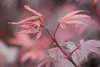 Acer palmatum 'Shaina', Japanischer Ahorn, kompakt, 60–80 Produktbild-Vorschau 10