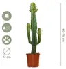 Euphorbia Acrurensis, Wolfsmilch, Sukkulente, 60-70 cm, Produktbild-Vorschau 7