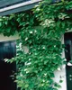 Actinidia kolomikta, Kiwi, dekoratives Laub, 60–100 cm Produktbild-Vorschau 8
