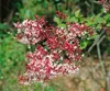 Syringa microphylla 'Superba', Zwergflieder, rosa Blüten, Produktbild-Vorschau 5