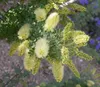 Fazuľa mesquite (Prosopis pubescens)  – 10 semien Náhľad obrázku produktu 2