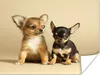 MuchoWow® Poster Zwei kleine Chihuahua-Welpen 160x120 cm - Produktbild-Vorschau 1
