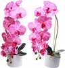 Jednolistový orchidej v květináči, 1 kus Náhled obrázku produktu 1