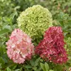Hydrangea panniculata Groundbreaker Blush -Greeny - Ruby - Podgląd zdjęcia produktu 5
