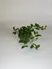 100 Stück, Topf 9cm, Bodendecker kriechend Cotoneaster Produktbild-Vorschau 2