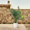 Phönix Canariensis Kanarische Dattelpalme 300cm Ø50cm Produktbild-Vorschau 4
