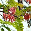 Ružový dažďovník (Cassia grandis)  – 10 semien Náhľad obrázku produktu 1