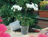 Kulturtopf für Orchideen transparent Ø 19,00 cm H 17,50 cm Produktbild-Vorschau 3