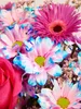 Blumenstrauß Mermaid Glow | Geschenk - frische Blumen | Produktbild-Vorschau 2