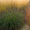 Stauden Gänge 1 x Pennisetum alopecuroides 'Black Beauty' Produktbild-Vorschau 2