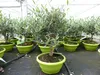 Olivenbaum Bonsai Formgehölz, Olive winterhart, Olea Produktbild-Vorschau 1