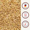 Supravit Braugerste 2,5kg | Ergänzungsfutter für Hühner und Produktbild-Vorschau 7