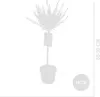 Bloomique - 2er-Set - Salix Integra Flamingo - bunte Weide Produktbild-Vorschau 8