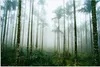 MuchoWow® Poster Ein Wald mit Palmen und Nebel 60x40 cm - Produktbild-Vorschau 1