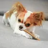 A small dog is lying on a gray surface and chewing on a treat. Produktbild-Vorschau