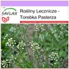 SAFLAX - Torebka Pasterza - 1000 Nasiona - Capsella Podgląd zdjęcia produktu 10