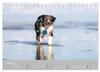 Australian Shepherd 2027 (Tischkalender 2027 DIN A5 quer), Produktbild-Vorschau 8