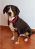 Merco Collier laisse pour chien bleu taille M Voir les images du produit 2