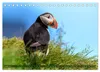 Puffins - Papageientaucher auf Island (Tischkalender 2027 Produktbild-Vorschau 7