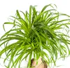 Elefantenfuß Stamm Ø21cm - ↕60 - 80cm Produktbild-Vorschau 2