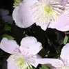 2 x  Waldrebe montana  - Clematis montana 'Mayleen'  | Produktbild-Vorschau 2