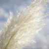 Stauden Gänge 5 x Cortaderia selloana 'White' im 1 Liter Produktbild-Vorschau 8