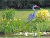 2161969 Gartenfigur Fischreiher Produktbild-Vorschau 3