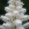 6x Astilbe (A) Astary White P9H20 Produktbild-Vorschau 2