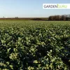 (2,60€/kg) Ölrettich 25 kg Gründüngung Bodenverbesserung Produktbild-Vorschau 3