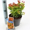 Leucothoe axillaris ‘Curly Gold’ PBR – myrta hrozienková | Náhľad obrázku produktu 2