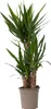 Juka - Yucca elephantipes - Wysokość 70–80 cm - ⌀21cm Podgląd zdjęcia produktu 1