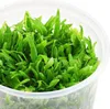 Roślina Invitro kubek mini - hygrophila polysperma sunset Podgląd zdjęcia produktu 2