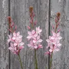 Stauden Gänge 3 x Gaura lindheimeri 'Siskiyou Pink' - Rosa Produktbild-Vorschau 8