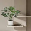 Baumfreund - Philodendron Green Wonder - pokojová rostlina Náhled obrázku produktu 4
