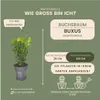 Plants by Frank | Buchsbaum Pflanzen | Buxus | Produktbild-Vorschau 7