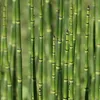 Přeslička japonská FloraSelf Equisetum japonica květináč Ø Náhled obrázku produktu 5