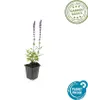 Salvia nemoroze 'Caradonna' 24 planten Tiefviolette Productafbeelding-voorbeeld 3