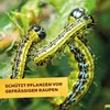 Solabiol  Spinnmilben- & Schädlingsfrei - 250 ml Produktbild-Vorschau 12